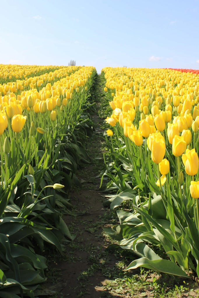 Tulip Festival