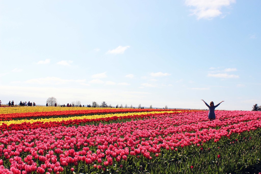 Tulips