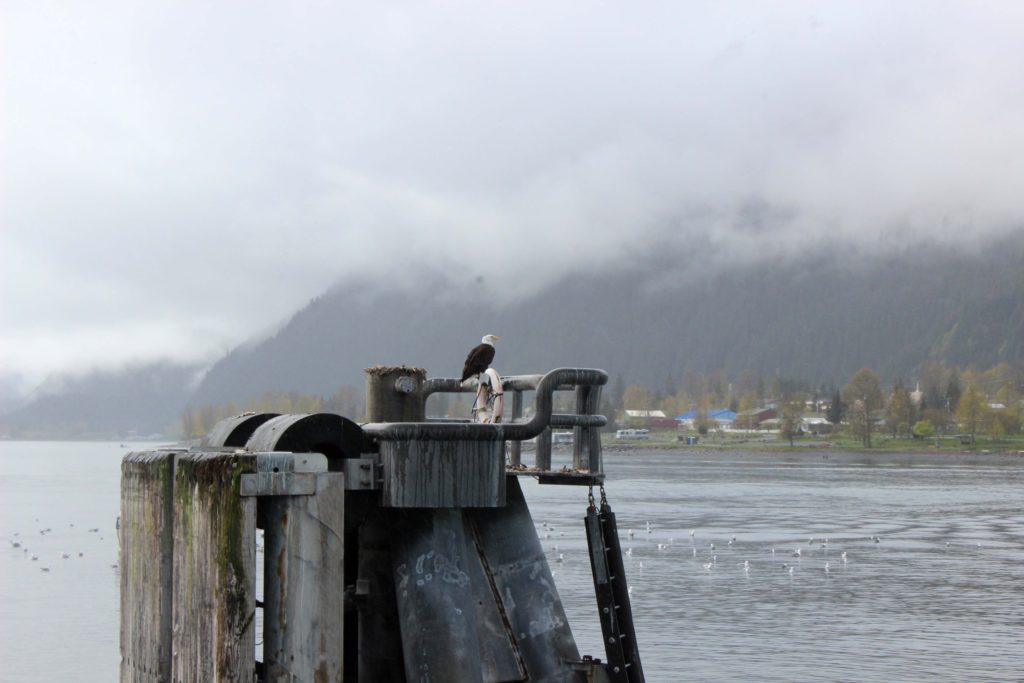 Kenai Fjords Tour