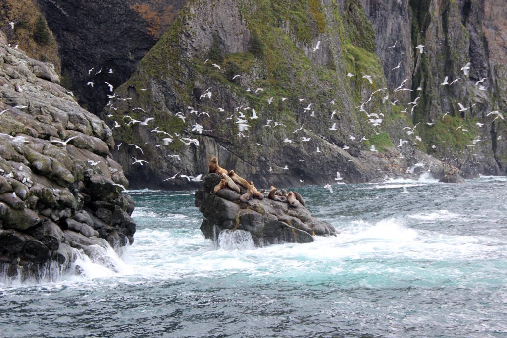 Kenai Fjords Tour