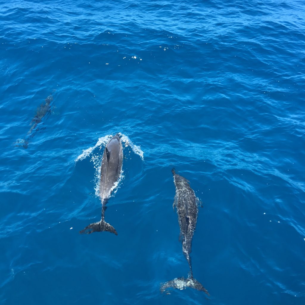 Dolphin Pack