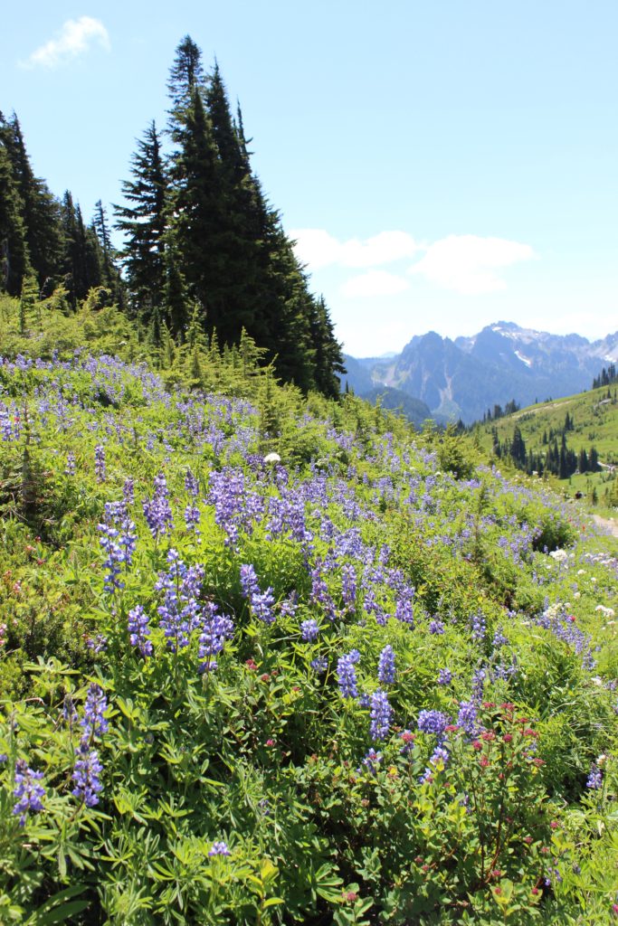 Mt. Rainier